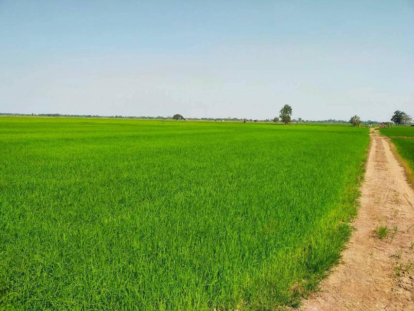 ขายที่นา20ไร่ ไร่ละ 90,000 4