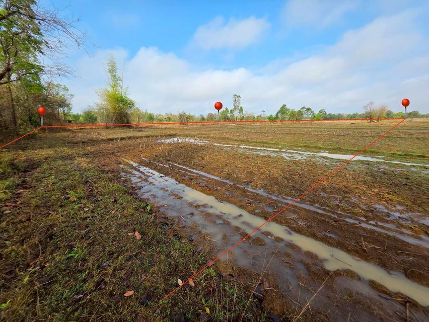 ขายด่วน ที่ดิน ติดรั้วหลัง ม.เกษตรศาสตร์ จังหวัดสกลนคร 3