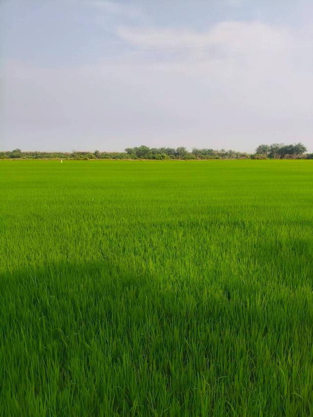ขายที่เปล่า (ที่นา) จ. สุพรรณบุรี 8