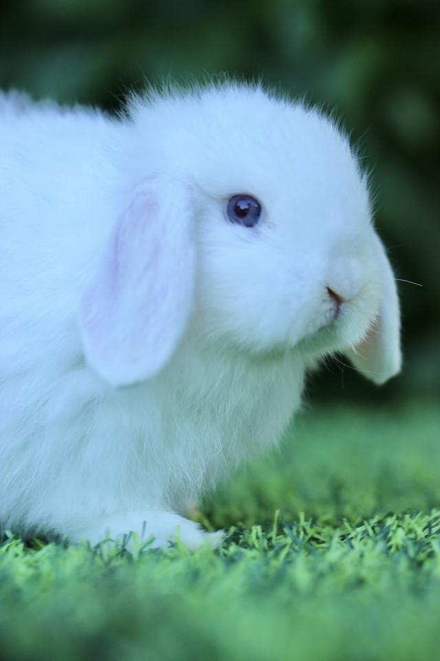 Hollandlop Harlequin Magpie Blue Eyes White Ears Doe 4