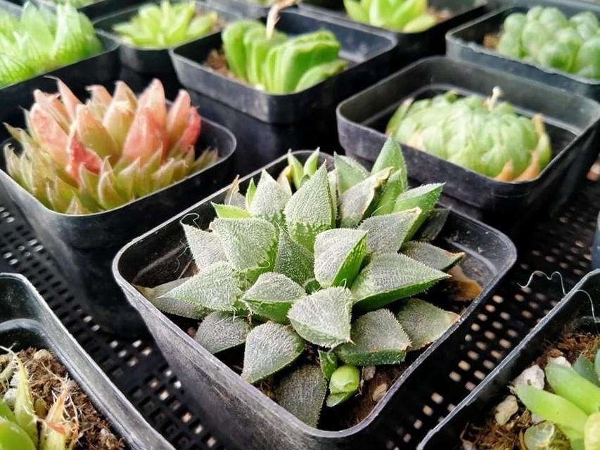 ขายเหมากุหลาบหิน Haworthia  2