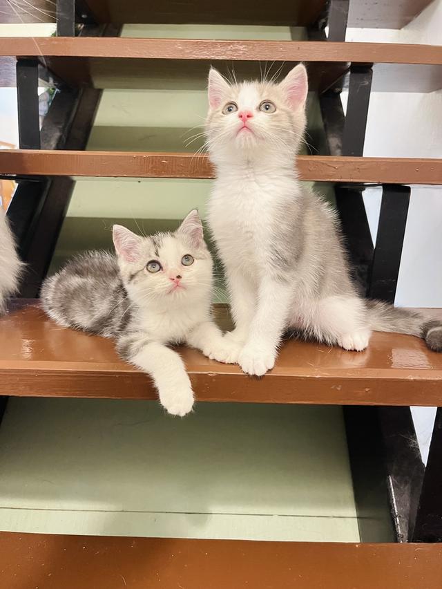 แมวสก๊อตติชโฟแท้   เด็กเด็กน่ารักมาก 3