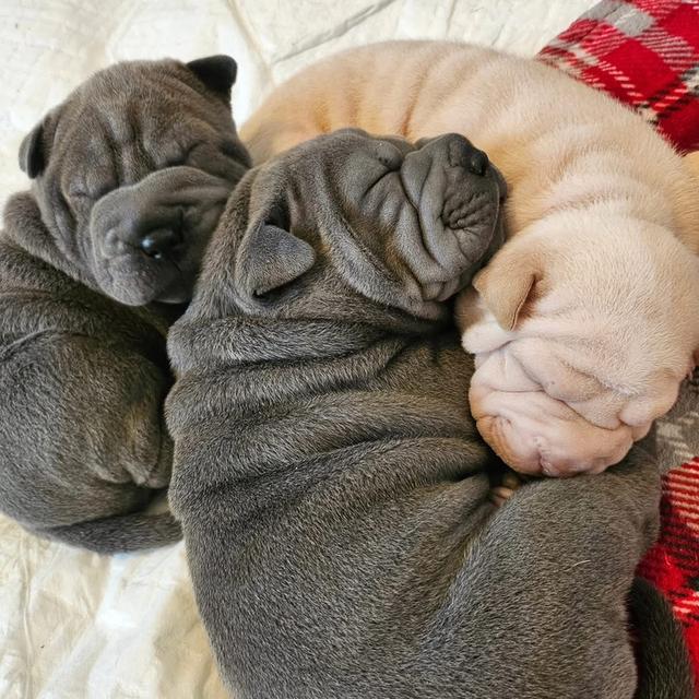 ลูกสุนัข Shar Pei หาบ้าน 2