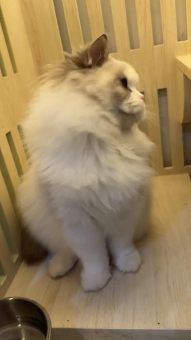 แมวแร็กดอลเด็กชาย 7เดือนหล่อขี้อ้อน รูปที่ 4