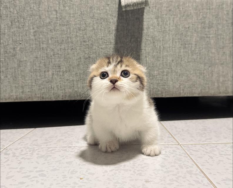 ลูกแมวขาสั้นมัชกิ้นตัวผู้