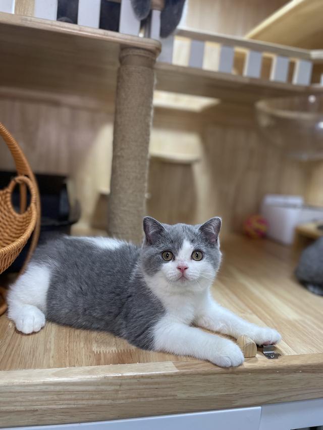 แมวมันช์กิ้นขายาว พร้อมย้าย 9