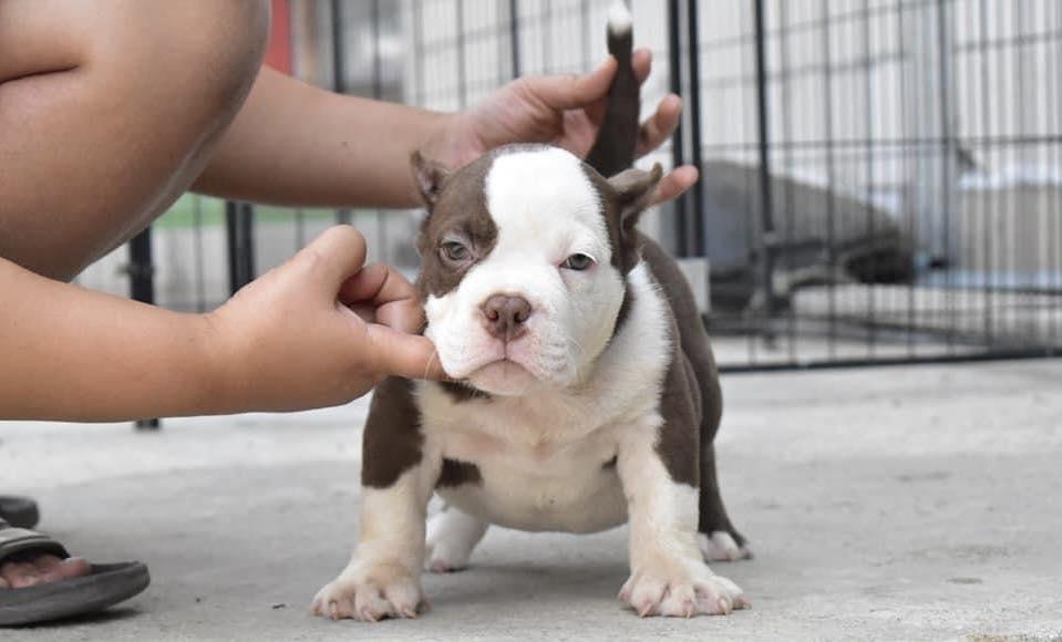 American Bully puppies WhatsApp me : +66 63 826 3042 รูปย่อยที่ 3