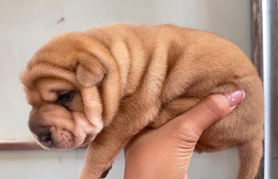 ปล่อยลูกหมาพันธุ์ Shar Pei  3