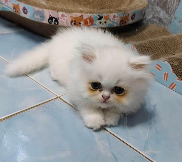 🌈เปิดจองน้องๆ ❤️ ขาวตาฟ้า ดำตาฟ้า ส้มกาฟิว สามสีตาฟ้า 6