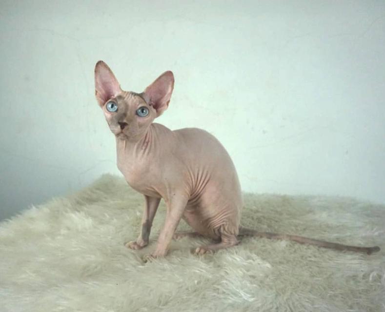 9.แมวสฟิงซ์/เพศเมีย หาบ้าน Sphynx Cat/Female looking for a new home 7