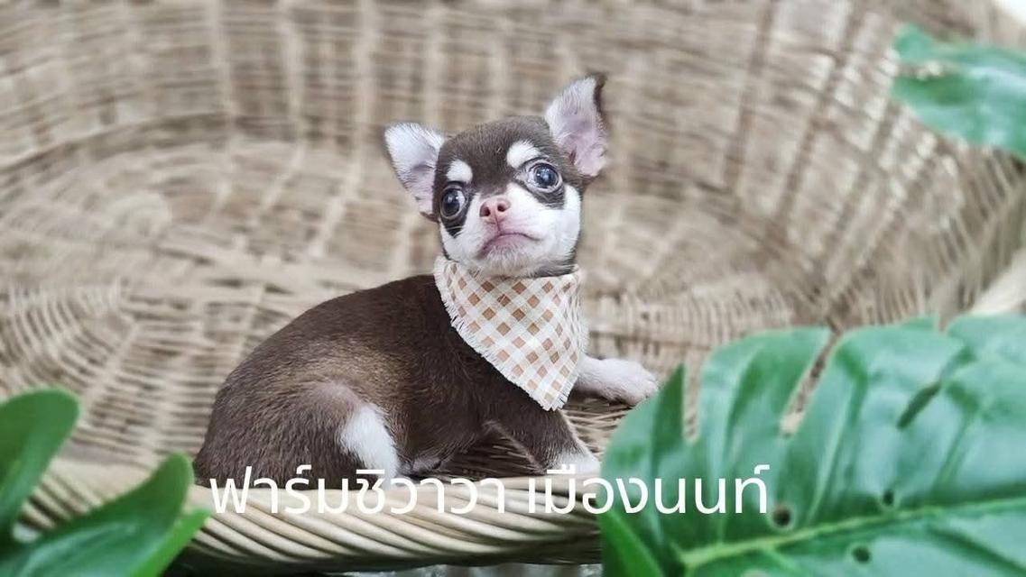 สาวน้อยช๋อค-ครีม 3