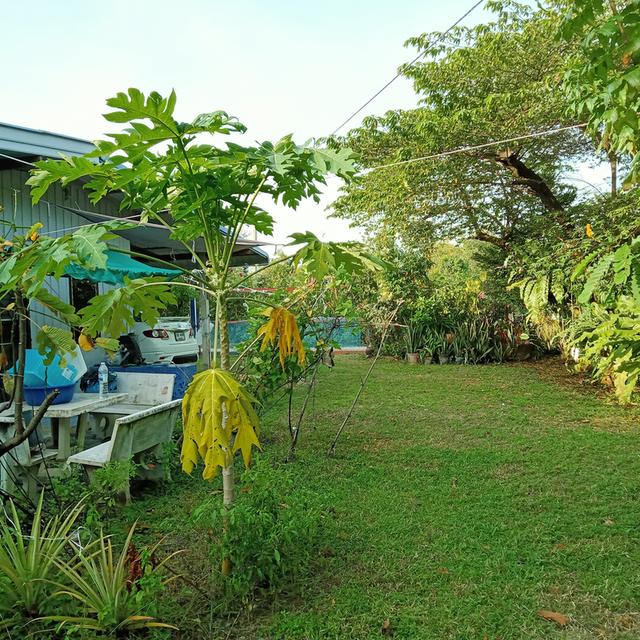 ขายสวนมะม่วงพร้อมบ้านเนื้อที่1ไร่58ตารางวาราคา2400000บาท 4