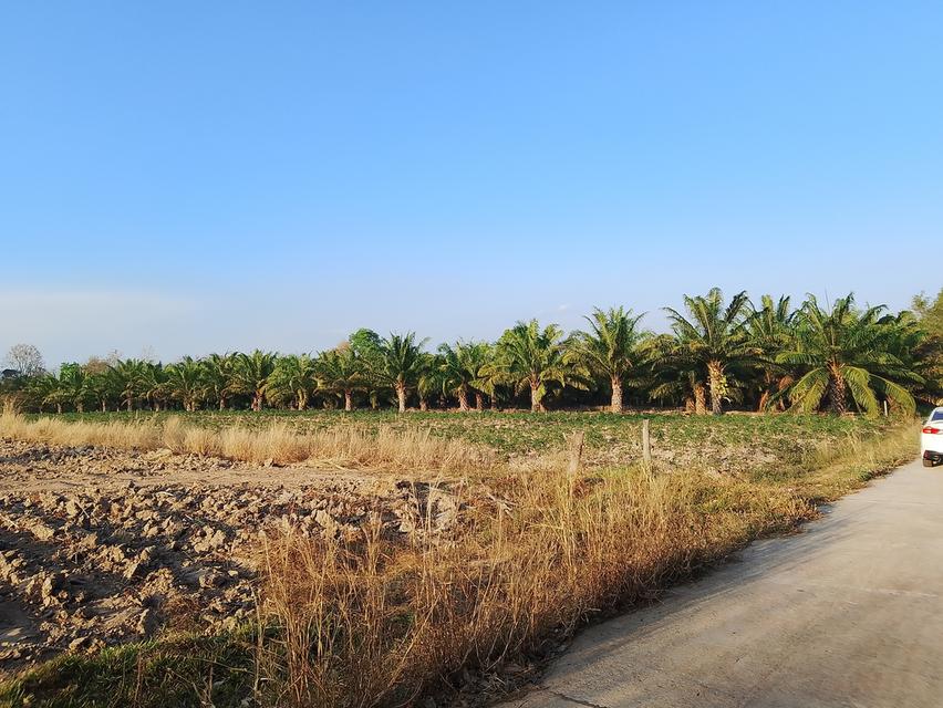 ​"ขายด่วน! ที่ดินโฉนดครุฑแดง 5 ไร่ (ปลอดภาระ) อ.ชานุมาน จ.อำนาจเจริญ ใกล้ รพ.ชานุมาน" 1