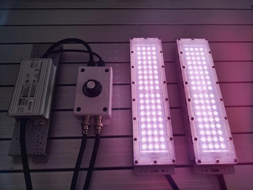 ลูกสุนัขบางแก้ว น่ารัก รูปที่ 5