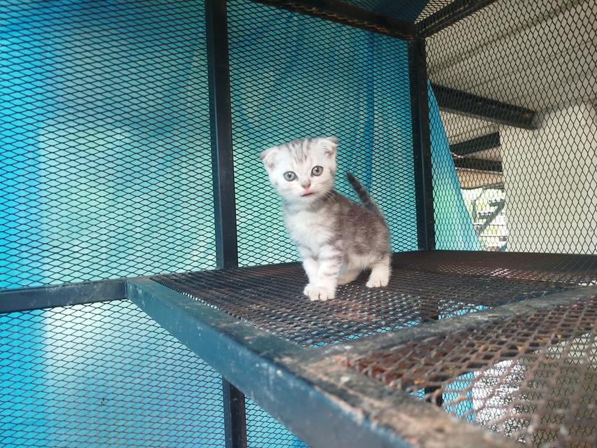 ลูกแมวสก็อตติช เลือด100 รูปที่ 4