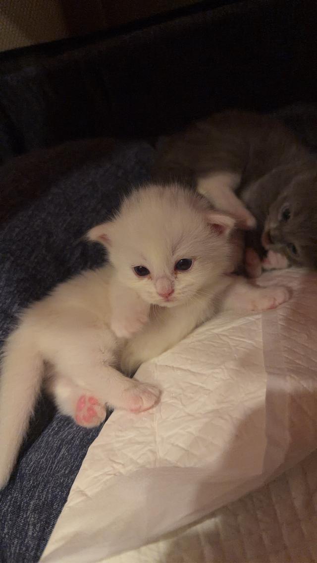 แมวขาสั้นผสมแร็คดอลล์ 4