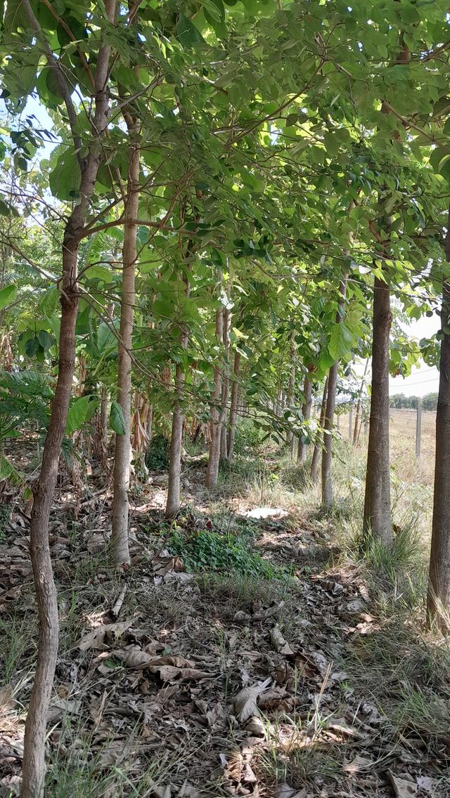 ขายที่ดิน 3 ไร่ 8