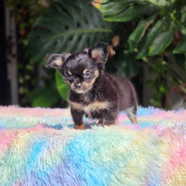 ชิวาวาแท้ขนยาว สีแบล็คแทน ผู้ พิกัดรามอินทรา 4