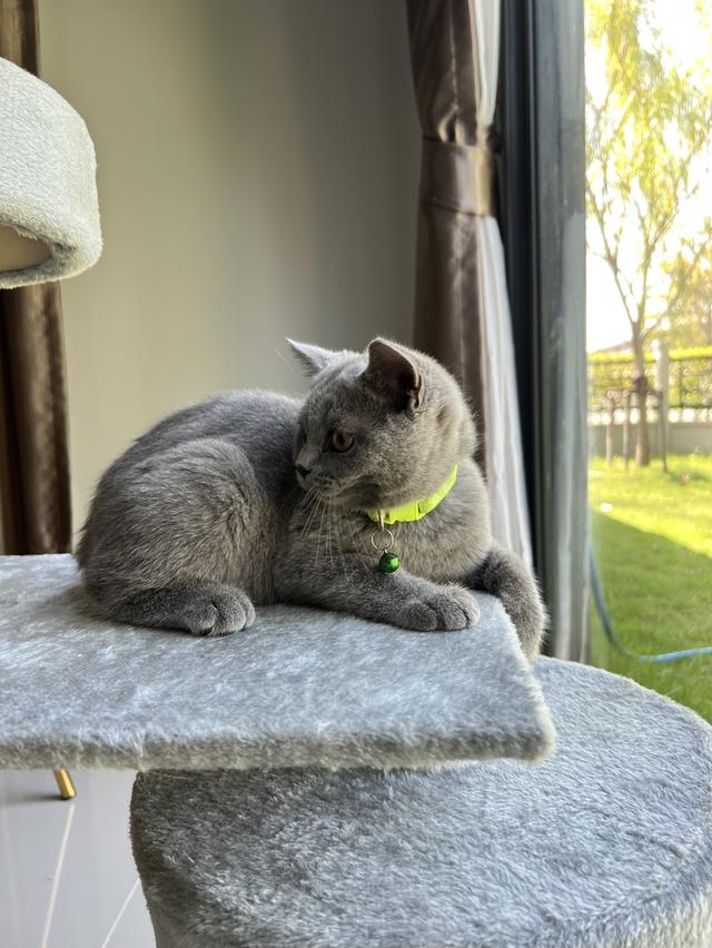 ลูกแมว บริติช ช็อตแฮร์ ใบเพ็ดนอกWCF(British Shorthair) 4