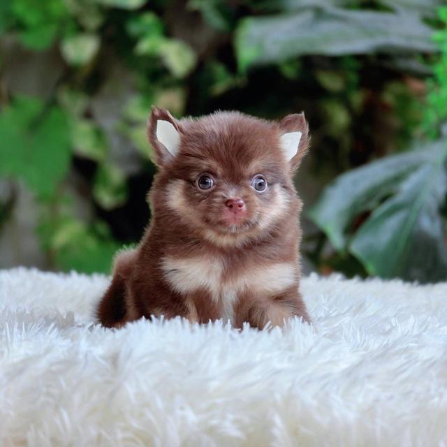 ชิวาวาแท้ขนยาว สีช็อค เพศผู้ 7