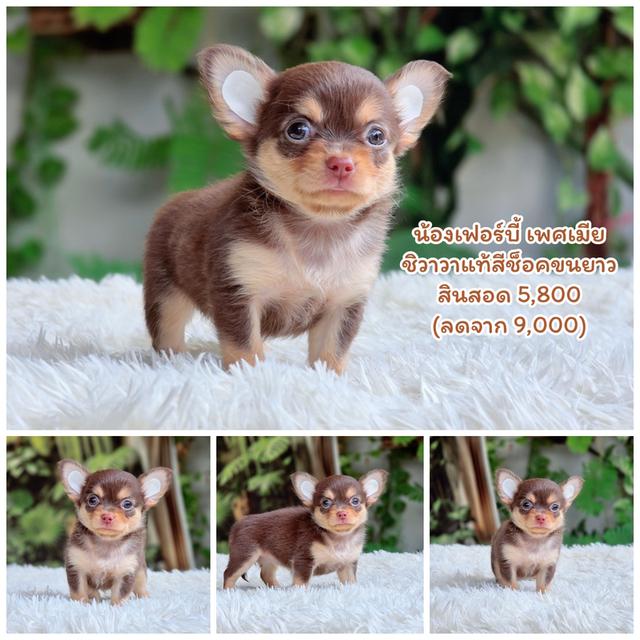 ชิวาวาสีช็อคไซส์จิ๋ว รูปที่ 3