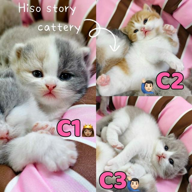 🐻 [เปิดจอง/หาบ้าน] British Shorthair