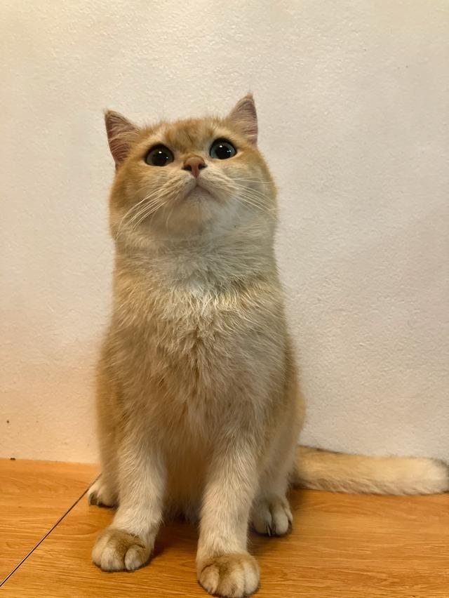 แม่พันธุ์British shorthair สายแชมป์