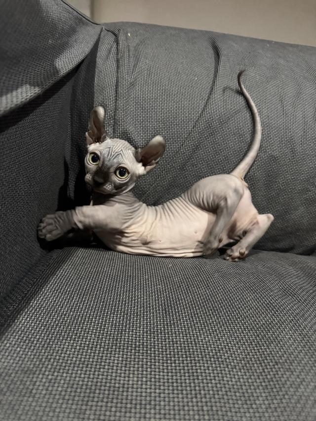 สฟริงเมียขาสั้น เกิด16/8 กทม