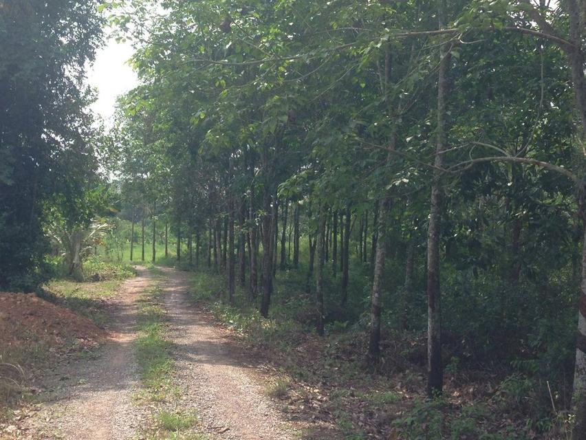 ที่ดินสวนยางขนาด 8ไร่ 4