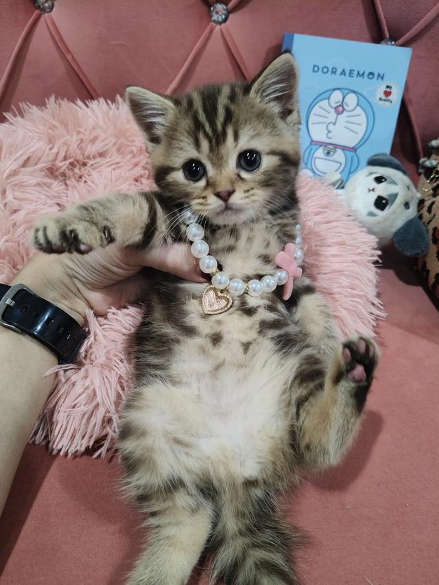 เด็กหญิง🏡🏡😍พร้อมย้ายบ้าน สก็อตติชแท้