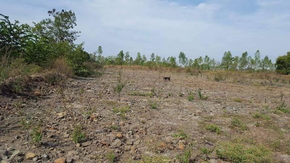 ขายที่ดินบุรีรัมย์ Land for Sale in Buriram 4