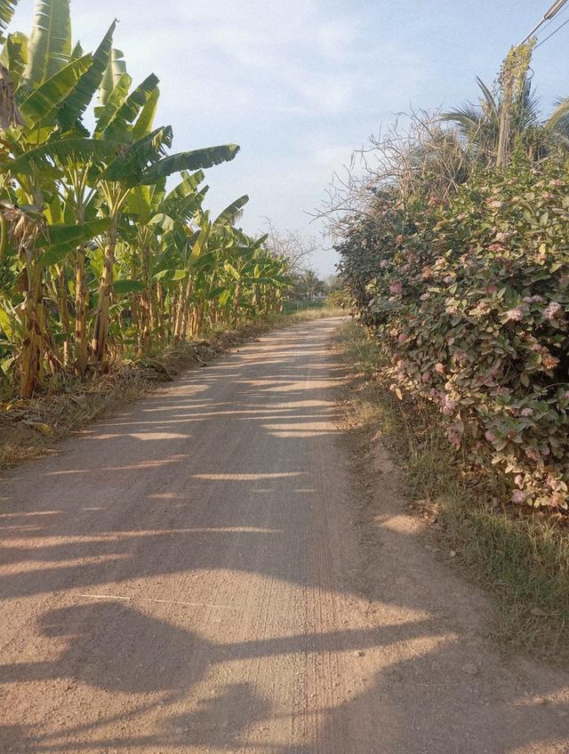ขายที่ดินพร้อมสวนมะพร้าวน้ำหอมพร้อมเก็บผลผลิต 2