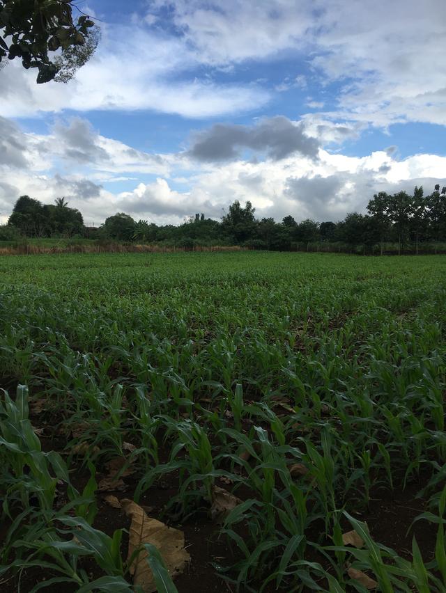 ขายที่ดินโฉนด เขาใหญ่ ใกล้ถนนลาดยาง วิวสวย 10 ไร่ 2 งาน ต.คลองม่วง อ.ปากช่อง จ.นครราชสีมา 1