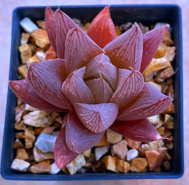 กุหลาบหิน Haworthia สีแดง 2