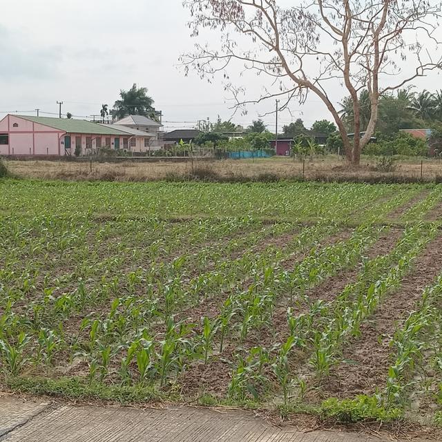 ขายที่ดิน 1 ไร่ แบ่งขายงานละ 850,000 2