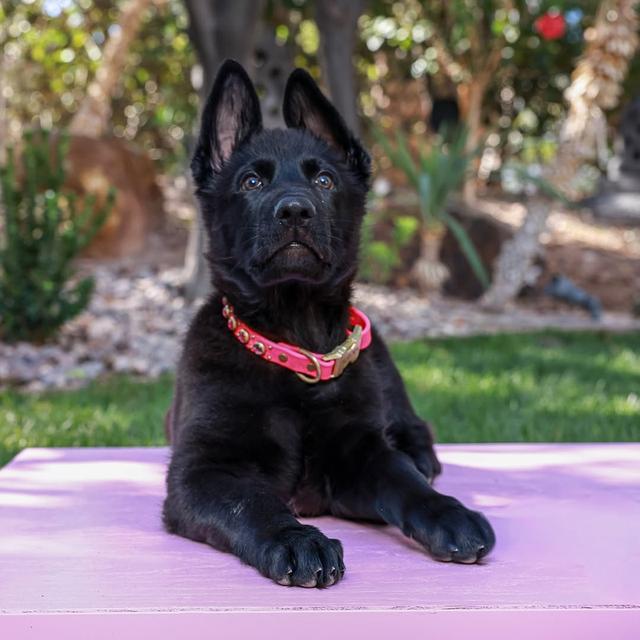 German Shepherd Puppies for sale