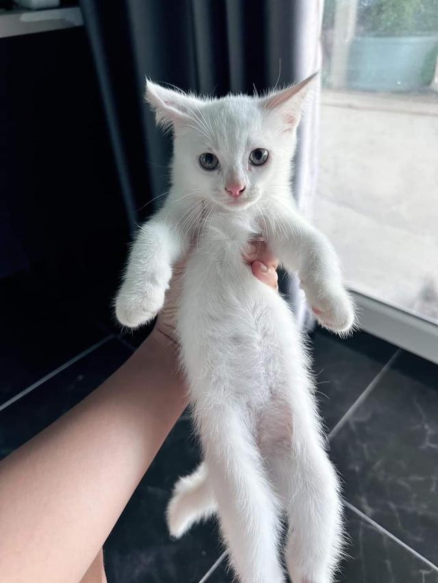 ขายแมวเปอร์เซียสีขาวตัวเล็ก
