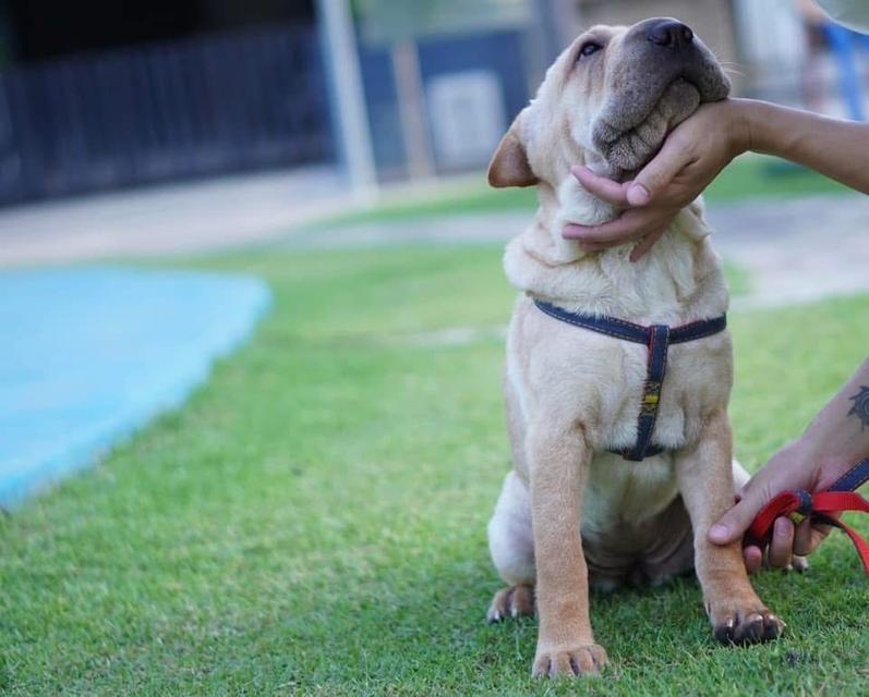 ขายสุนัขพันธุ์ Shar Pei  2