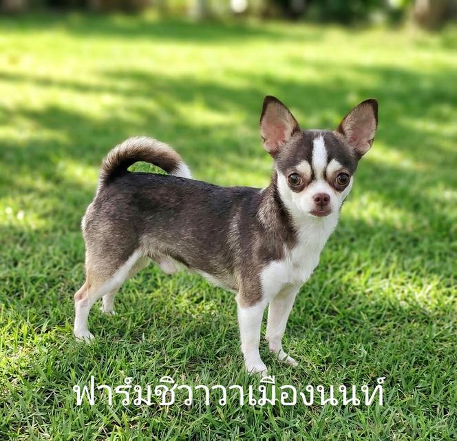 💚18000฿ว่าที่พ่อพันธุ์แห่งมาร์คไซ รูปที่ 2