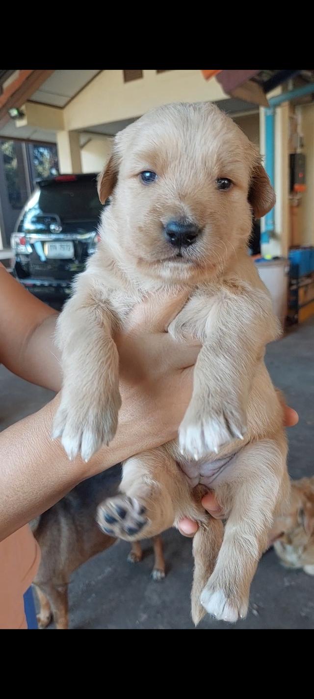 ลูกสุนัข โกลเด้น เพศเมีย รูปย่อยที่ 2