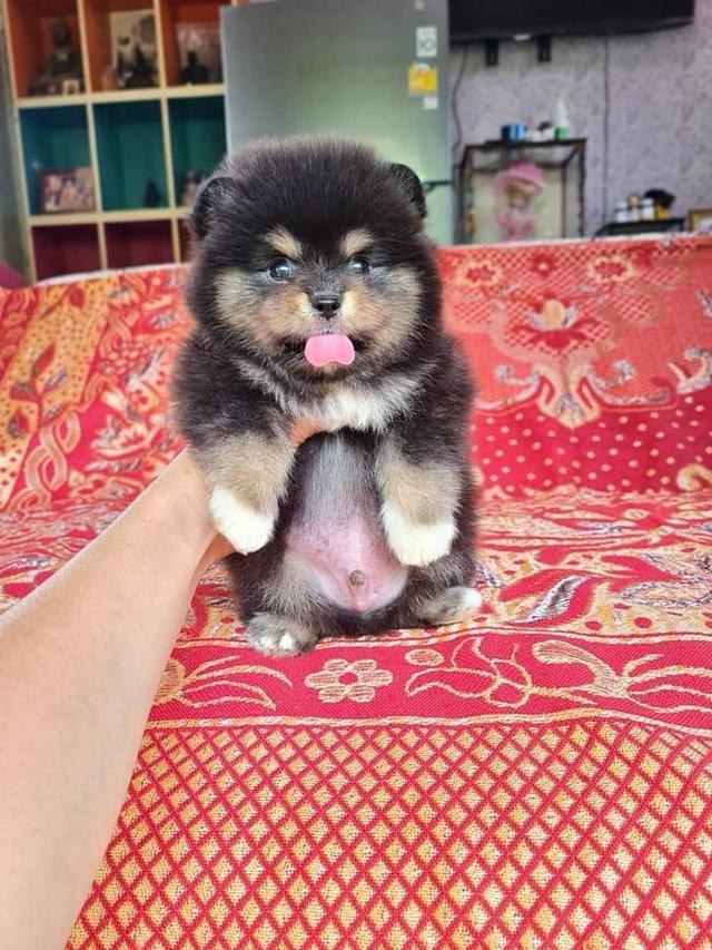 Teacup Pomeranian Puppies