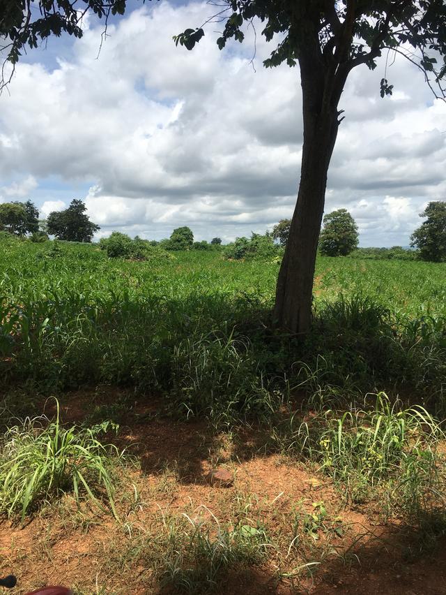 ขายที่ดินโฉนดเขาใหญ่ เนินเขา วิวสวย 28 ไร่ 1 งาน 83 ตารางวา ต.วังไทร อ.ปากช่อง จ.นครราชสีมา 3