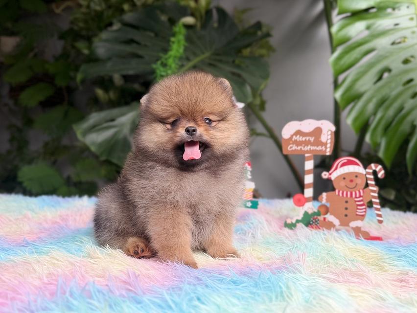 ปอมแท้ เพศเมียสีส้ม พิกัดรามอินทรา 5