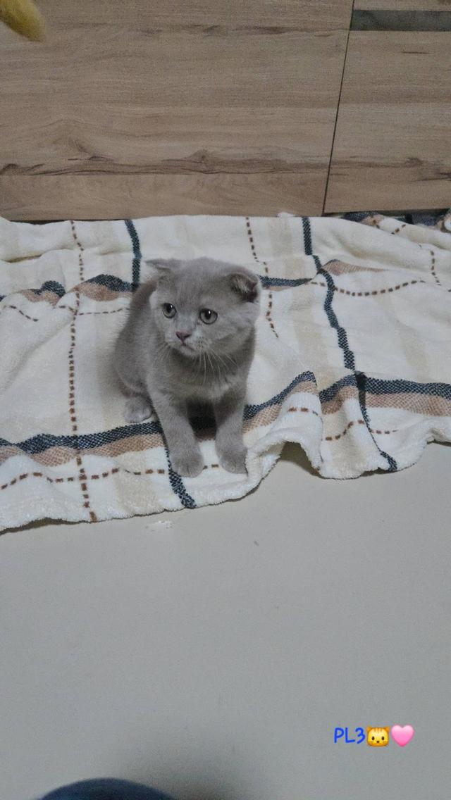 น้องแมวพร้อมย้ายบ้าน