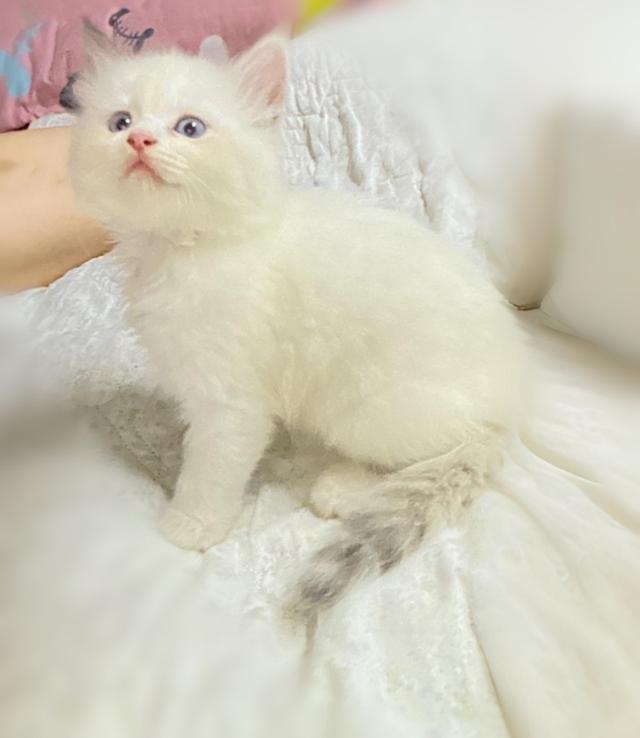 ลูกแมวผสมเปอร์เซีย
