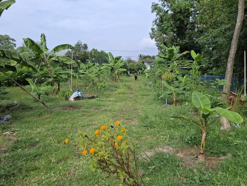 ขายด่วนที่ดิน ถมแล้ว 360 ตรว. ต.ก้านเหลือง ใกล้รร.บ้านดอนโทน ใกล้รพ.ส่งเสริมสุขภาพ ติดถนน4เลน เส้นสกลนคร-นาแก อยู่ในย่านชุมชน เหมาะพักอาศัย ค้าขาย 3