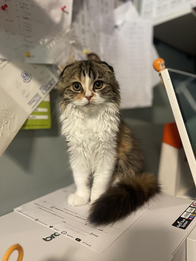 สามสีเลี้ยงดีนำโชค(หญิง3เดือน)เกิด9/9/68