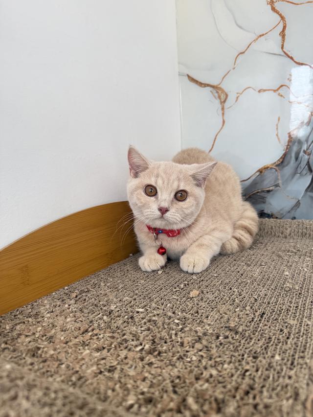 ลูกแมวพันธุ์บริติชแท้ รูปที่ 2