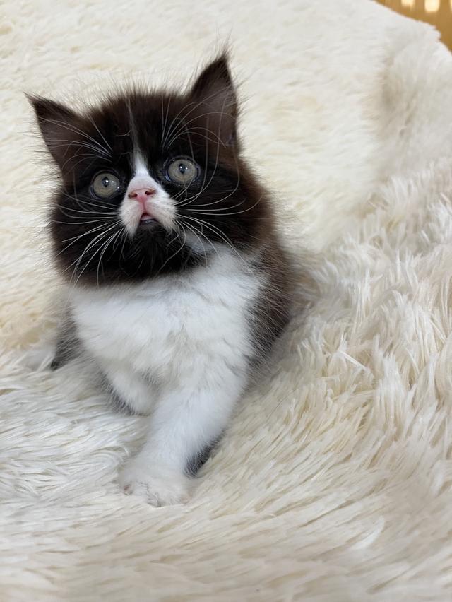 แมวเปอเซีย ดำขาว 🔥🔥🙂🙏 รูปย่อยที่ 3