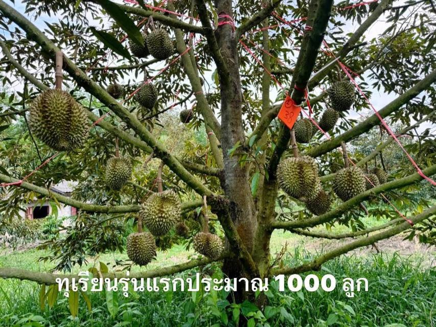 ขายสวนทุเรียนแปลงเล็กระยอง ให้ผลผลิตแล้ว 2-3-97 ไร่ 4,500,000- 7